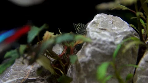 Aquarium, Aquascaping, Fish Stock Footage 232211998
