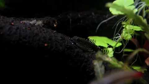 Aquarium, Aquascaping, Fish Stock Footage 232212006
