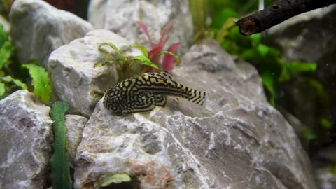 Aquarium, Aquascaping, Fish Stock Footage 232212014