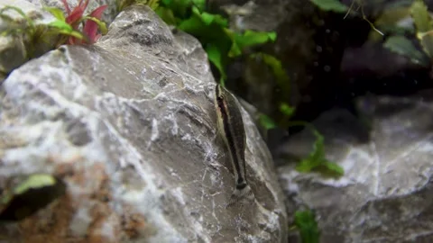 Aquarium, Aquascaping, Fish Stock Footage 232212018