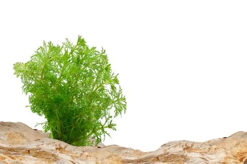 Aquarium background Stock Photos