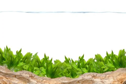 Aquarium background Stock Photos