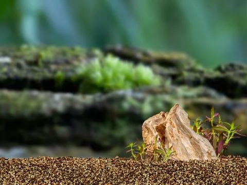 Aquarium background Stock Photos