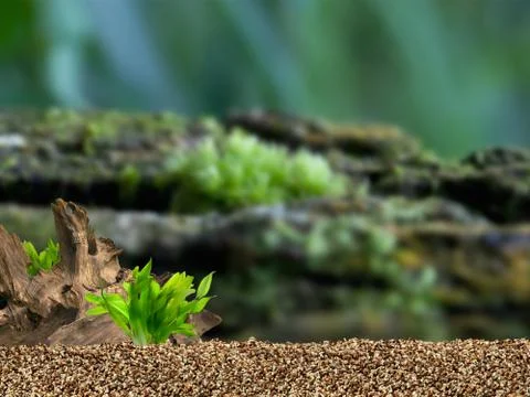 Aquarium background Stock Photos
