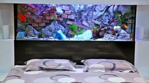 Aquarium in a bedroom Stock Footage 24671367