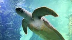 gallereplay  Girl Watching Dolphins Swimming in Aquarium