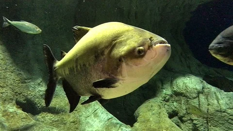 Aquarium Black Pacu Fish Video stock 79067962