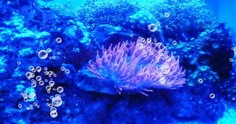 Aquarium with bubbles Stock Footage 128699163