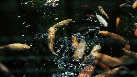 Aquarium in Budapest, Hungary Stock Footage 238679105