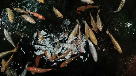 Aquarium in Budapest, Hungary Stock Footage 238679136