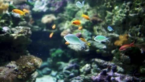 Aquarium in Budapest, Hungary Stock Footage 239365476