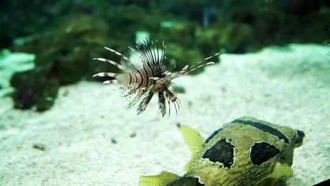 Aquarium in Budapest, Hungary. Stock Footage 239365615