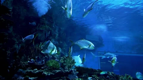 Aquarium in Budapest, Hungary Stock Footage 239924798