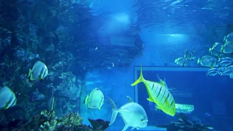 Aquarium in Budapest, Hungary Stock Footage 239925447