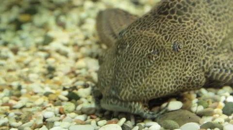 Aquarium catfish cleans the bottom Stock Footage 50372932
