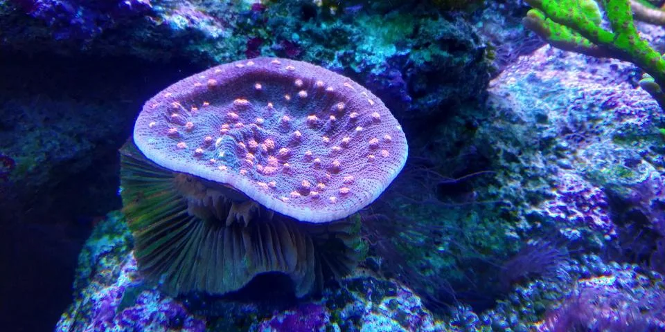 Aquarium Chalice Coral Stock Photos