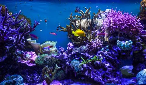 Aquarium close up. Stock Photos