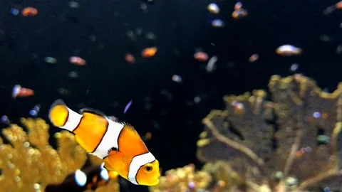 Aquarium Clown Fish Stock Footage 79067580