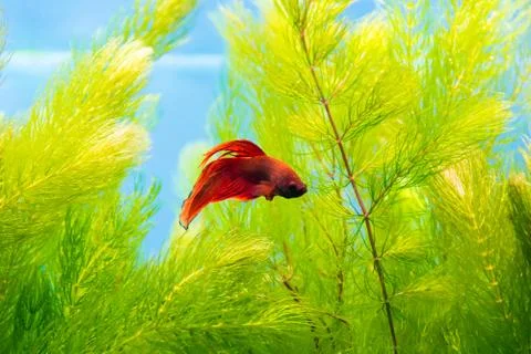 Aquarium cockerel fish Stock Photos