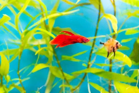 Aquarium cockerel fish Stock Photos