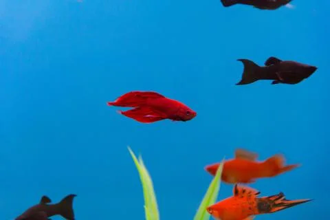 Aquarium cockerel fish Foto stock