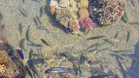 Aquarium colors 스톡 동영상 219805744