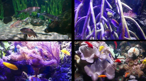 Aquarium composition Stock Footage 22831022