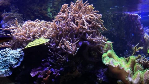 Aquarium with corals and fishes Stock Footage 262024960
