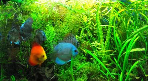 Aquarium creates condition for small fish Stock Photos