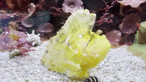 Aquarium Creatures Stock Footage 297014089