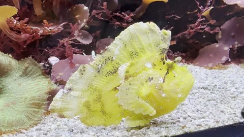 Aquarium Creatures Stock Footage 297014097