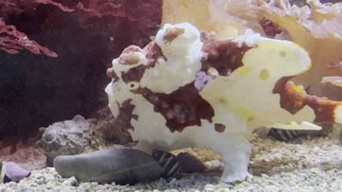 Aquarium Creatures Stock Footage 297014113