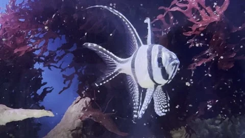 Aquarium Creatures Stock Footage 297014153