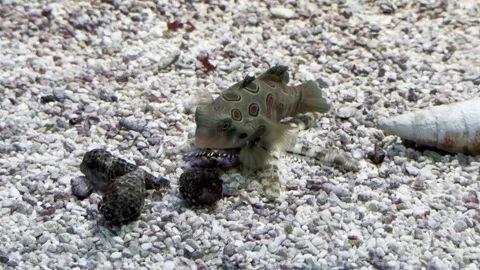 Aquarium Creatures Stock Footage 297014155