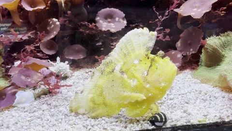 Aquarium Creatures Stock Footage 297014159