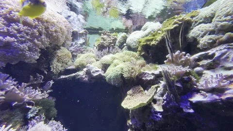 Aquarium Creatures Stock Footage 297014206