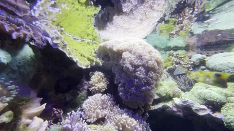 Aquarium Creatures Stock Footage 297014208