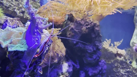 Aquarium Creatures Stock Footage 297014209