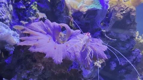 Aquarium Creatures Stock Footage 297014210
