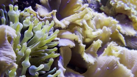 Aquarium Creatures Stock Footage 297014218