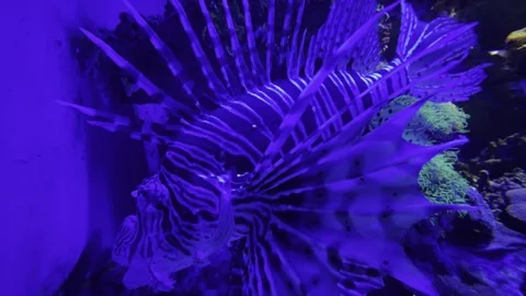 Aquarium Creatures Stock Footage 297014225