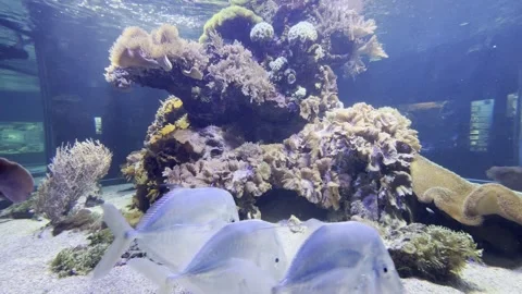 Aquarium Creatures Stock Footage 297014226