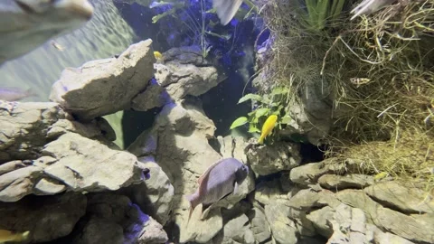 Aquarium Creatures Stock Footage 297014378