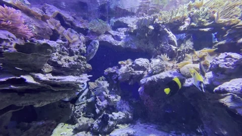 Aquarium Creatures Stock Footage 297014592