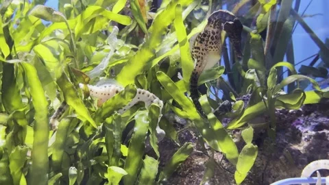 Aquarium Creatures Stock Footage 297014598