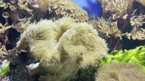 Aquarium Creatures Stock Footage 297014599