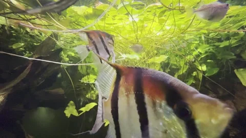 Aquarium Creatures Stock Footage 297014768