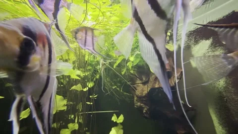 Aquarium Creatures Stock Footage 297014784