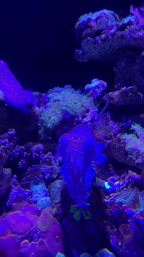 Aquarium cuttlefish in Singapore Stockbeeldmateriaal 344577659