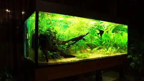 Aquarium in the dark Video stock 138462079